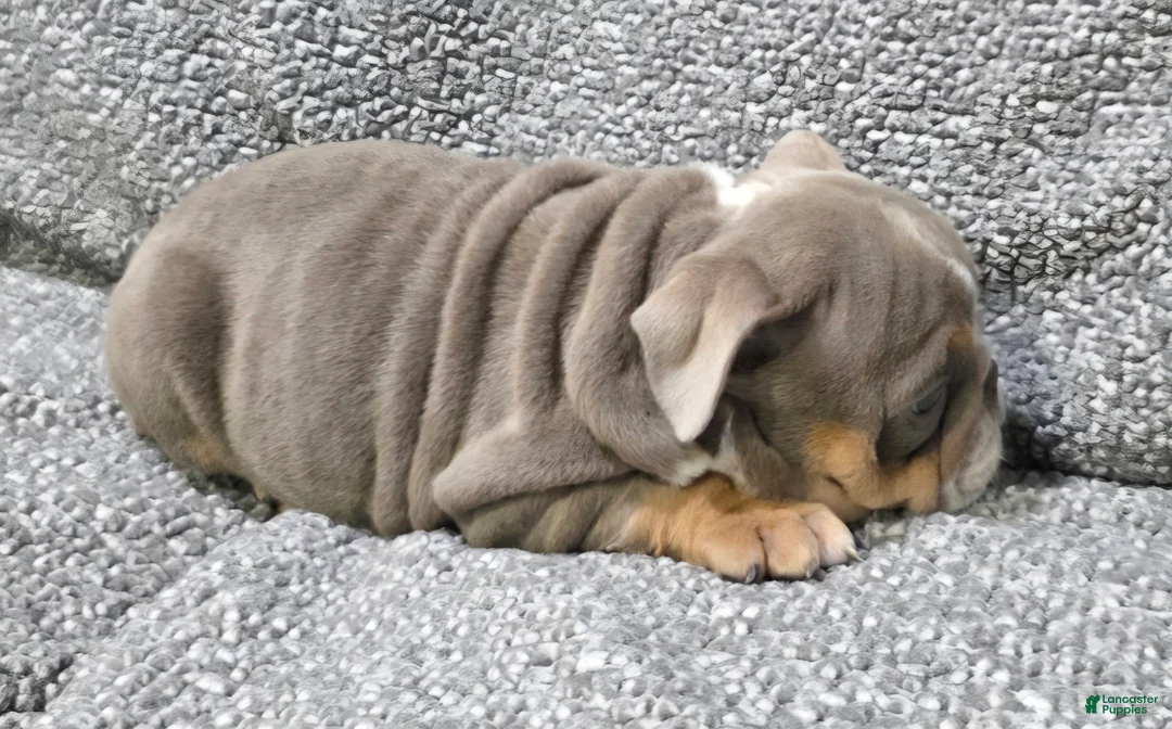 English Bulldog dogs for sale: Pruitt - Ad 5
