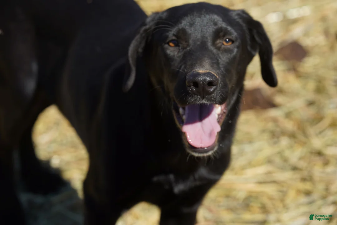 Mixed Breed dogs for sale: Jet Tiscar Farm Dog - Ad 16