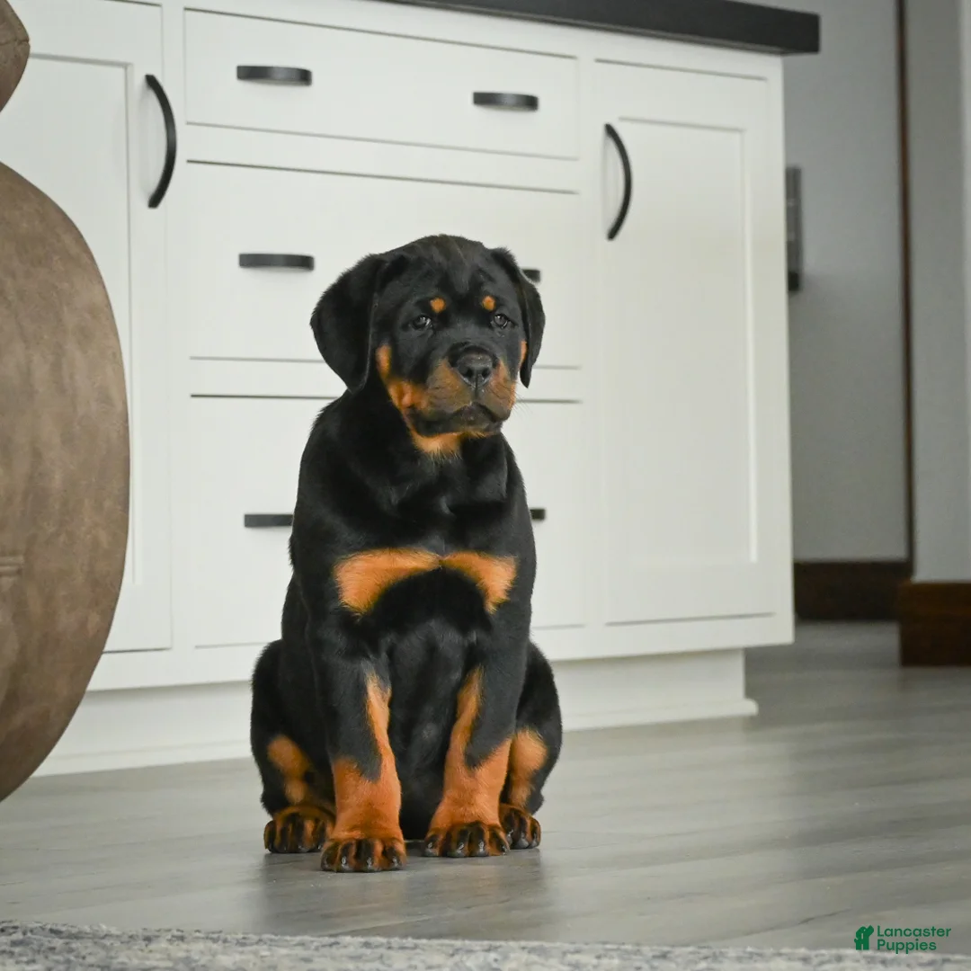 Rottweiler dogs for sale: Princess - Ad 1