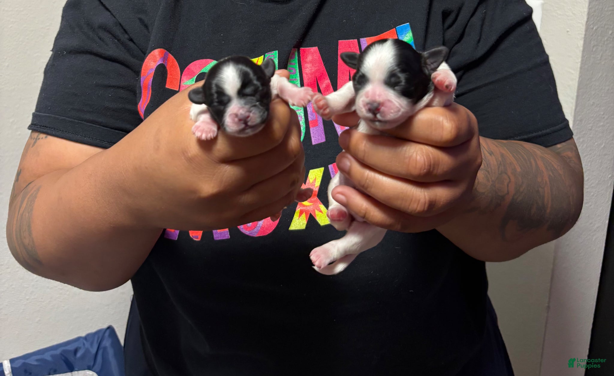 Shih Tzu dogs Shih Tzu Puppy 3 - Ad 14