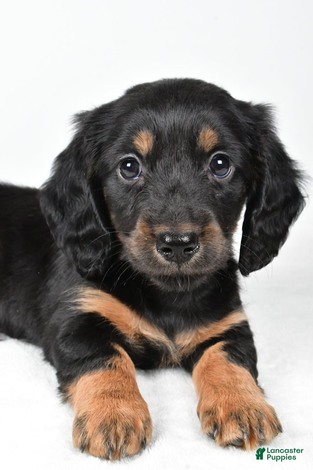 Miniature Dachshund dogs for sale: Dante - Ad 2