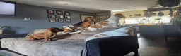 Basset Hound dogs for sale: Clover - Ad 6