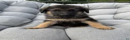 German Shepherd dogs for sale: Memphis - Ad 4