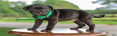 Yodel Jug Puppy