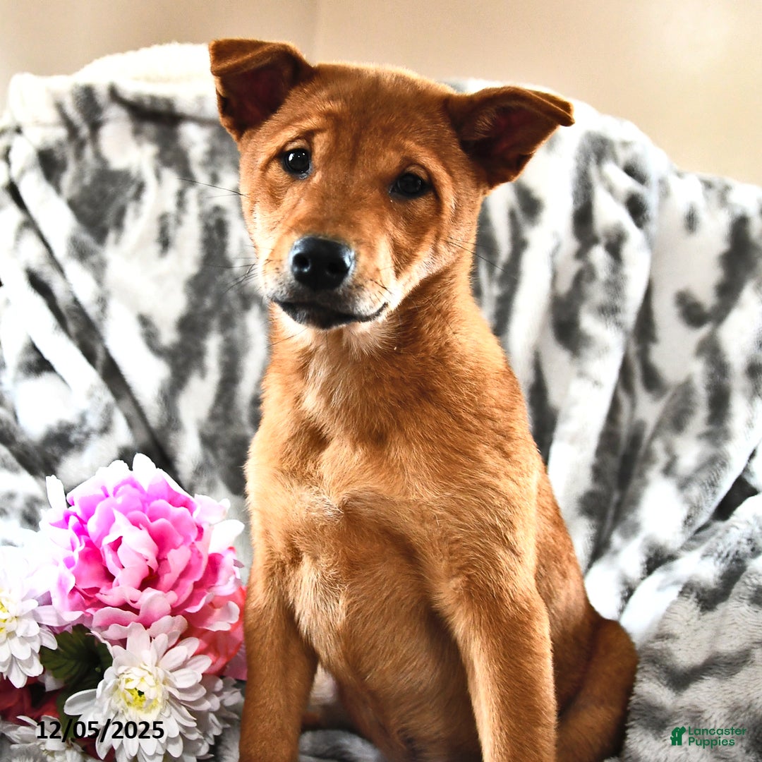 Mixed Breed dogs for sale: Tootsie - Ad 2