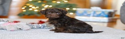 Yorkiepoo dogs for sale: Alton - Ad 2