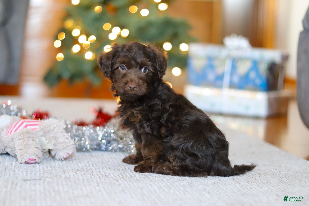 Yorkiepoo dogs for sale: Alton - Ad 2