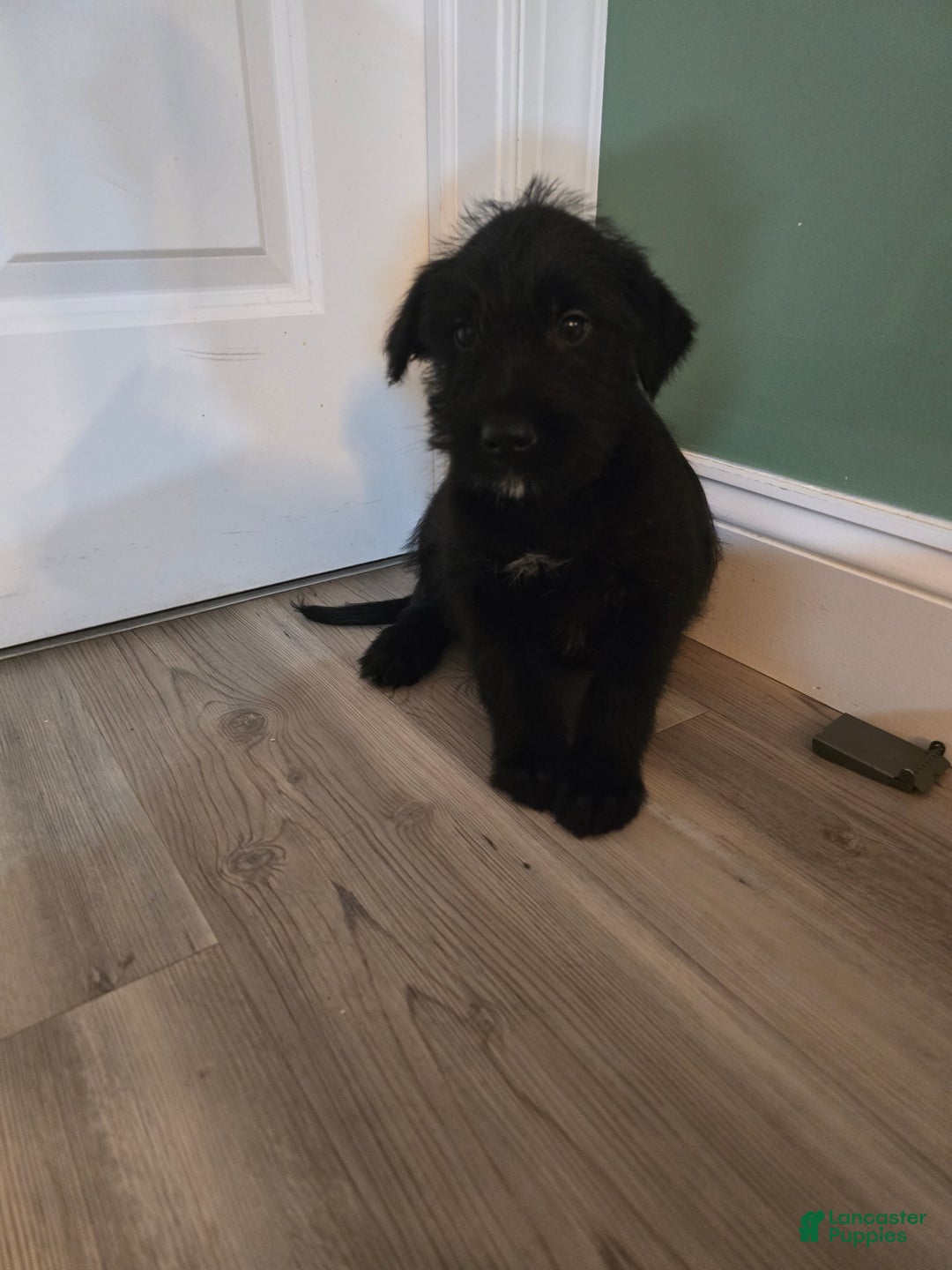 Mixed Breed dogs for sale: Male 4 - Ad 2