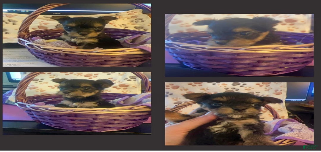 Gallery Image {{count}}