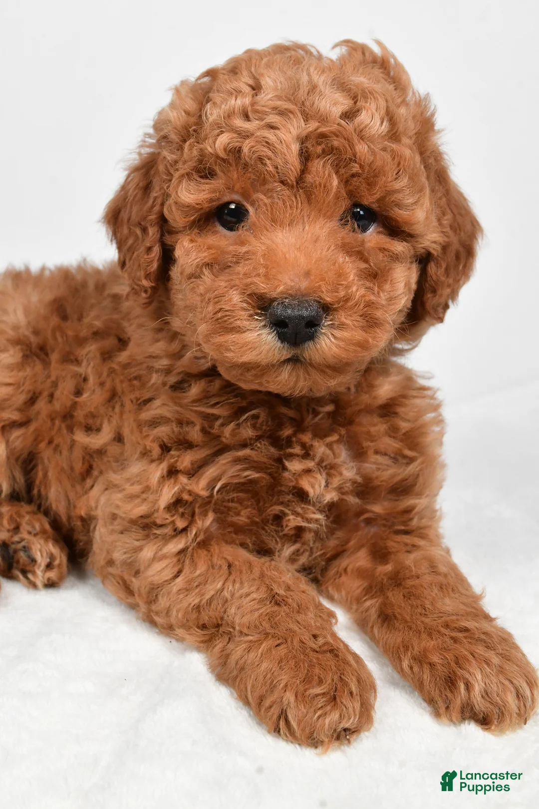 Miniature Poodle dogs for sale: Max - Ad 4