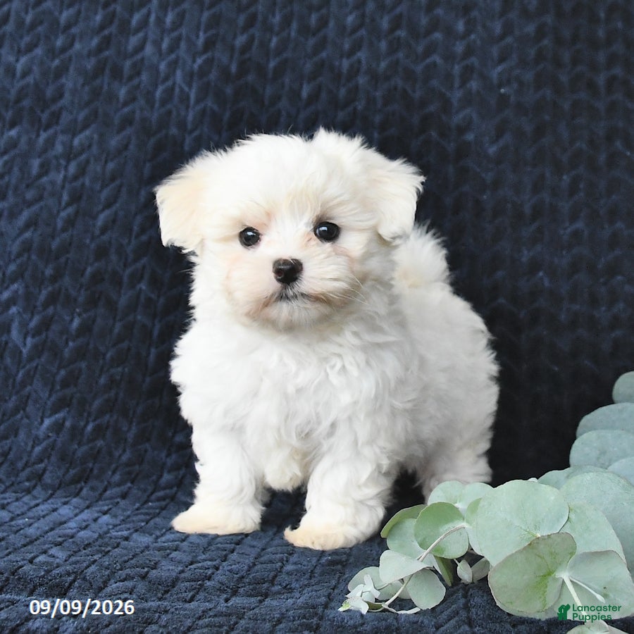 Maltese dogs Travis - Ad 1