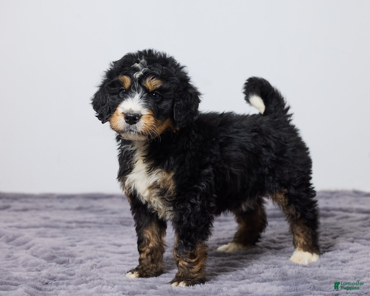 Bernedoodle dogs King - Ad 1
