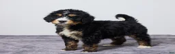 Bernedoodle dogs for sale: King - Ad 1