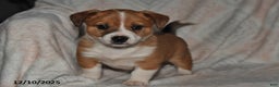 Mixed Breed dogs for sale: Jade - Ad 2