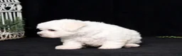 Bichon Frise dogs for sale: Ellie - Ad 3