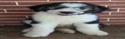 Aussiedoodle dogs for sale: BRODY - Ad 6