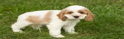 Cocker Spaniel dogs for sale: Mia  - Ad 2