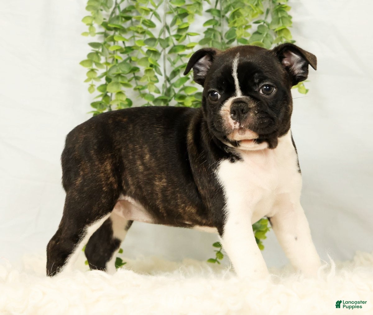 Frenchton dogs Malta - Ad 2