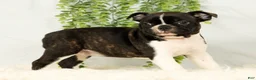 Frenchton dogs for sale: Malta - Ad 2