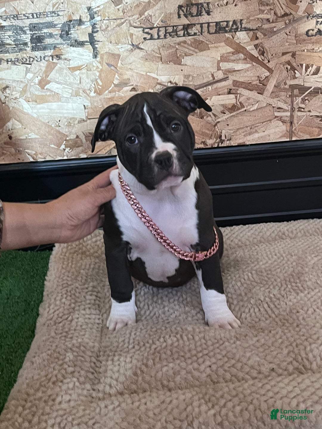 American Bully dogs for sale: Athena - Ad 1