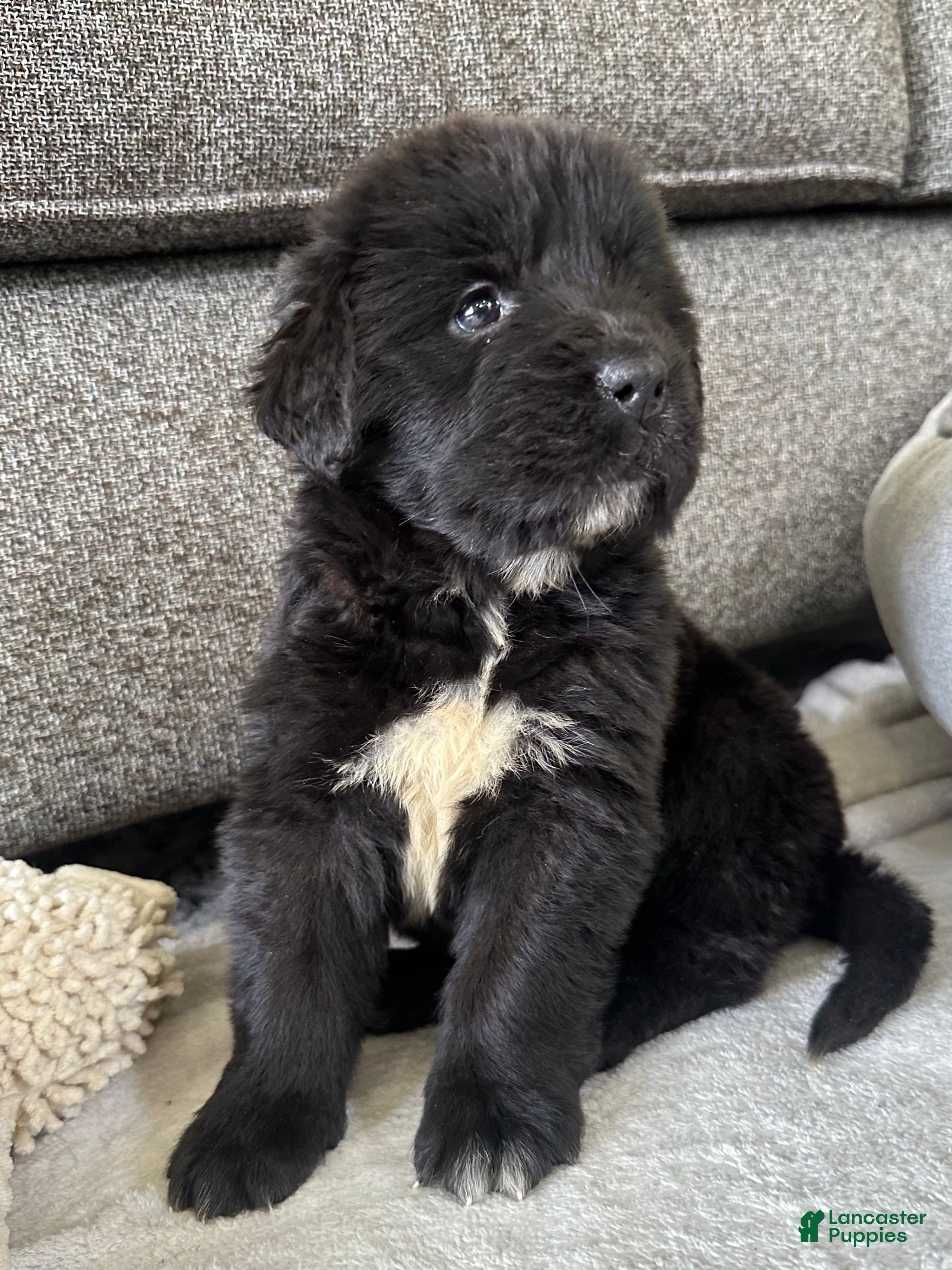 Newfoundland dogs for sale: “ Peeta” OFA, CH, AKC,  - Ad 2