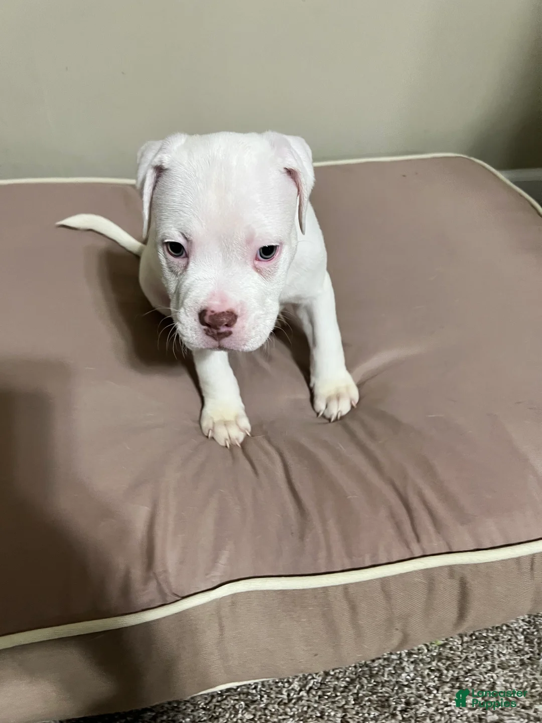 Mixed Breed dogs for sale: Mixed Breed Puppy 3 - Ad 1