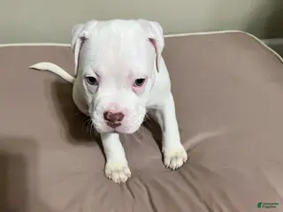 Mixed Breed dogs Mixed Breed Puppy 3 - Ad 24