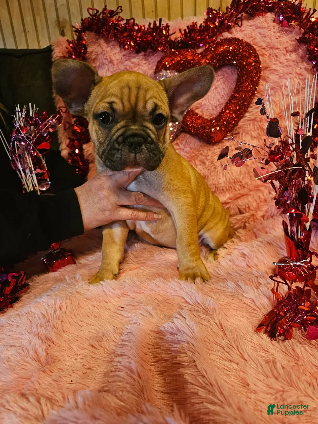 French Bulldog dogs for sale: Tank - Ad 1