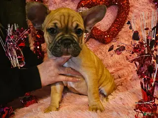 French Bulldog dogs Tank - Ad 19