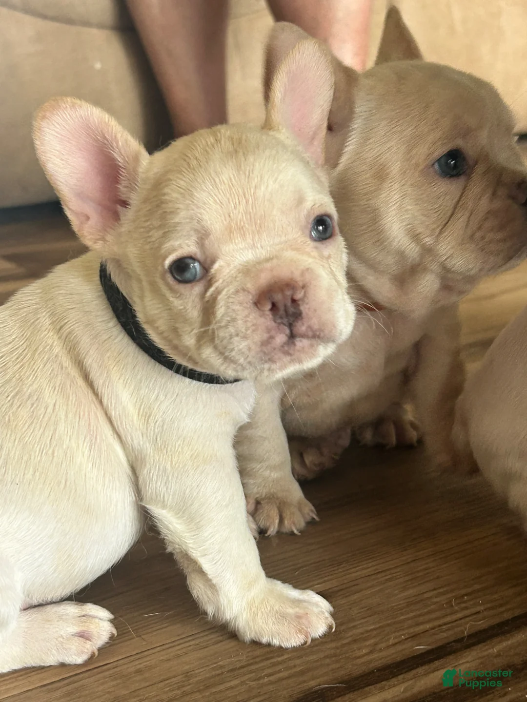 French Bulldog dogs for sale: French Bulldog Puppy 1 - Ad 8
