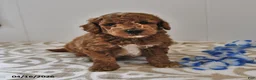 Mini Goldendoodle dogs for sale: Rocky - Ad 10