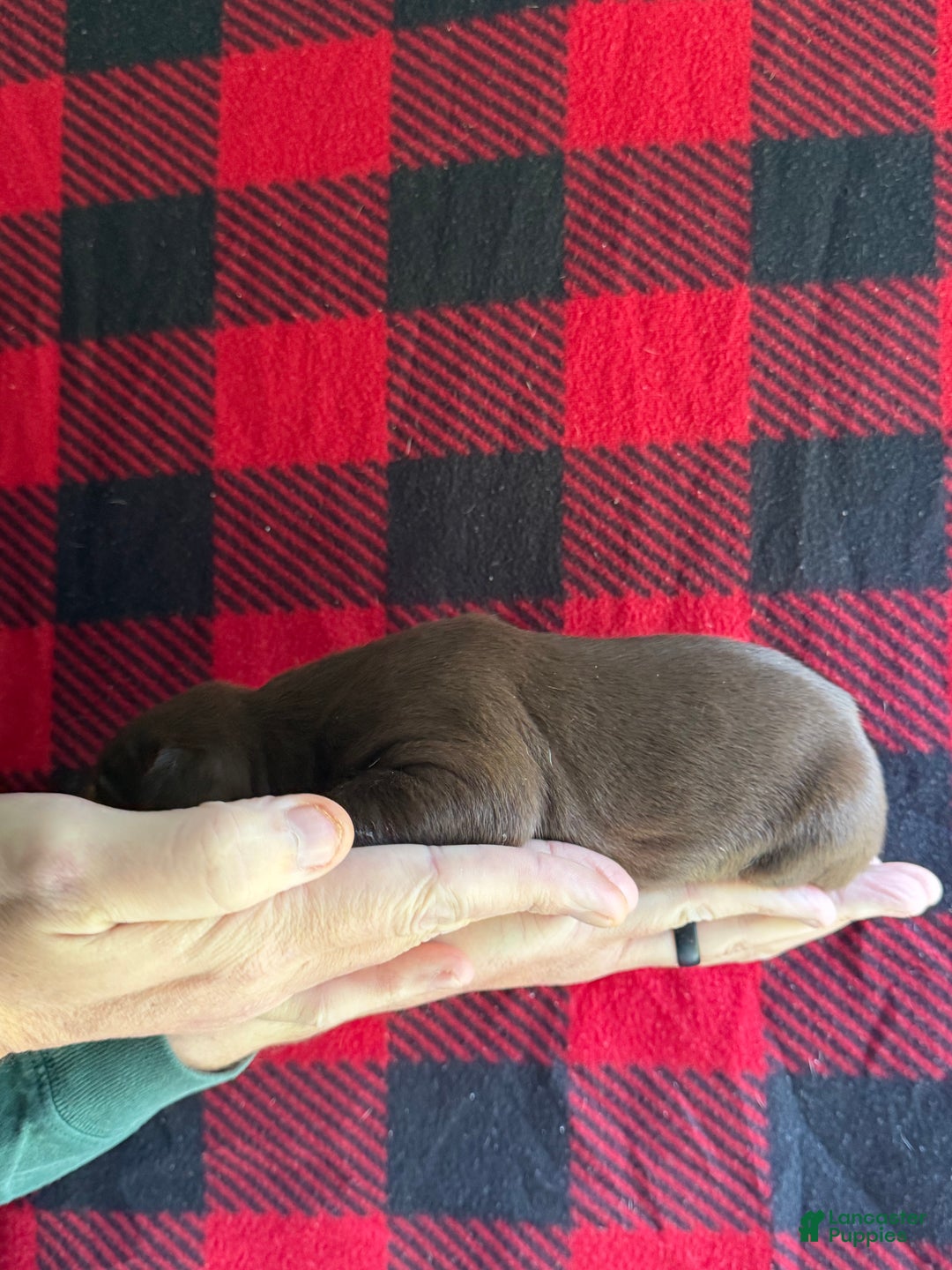 Catahoula Leopard Dog dogs for sale: Catahoula Leopard Dog Puppy 4 - Ad 4