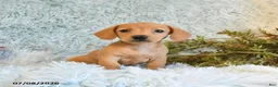 Miniature Dachshund dogs for sale: Blondie - Ad 4