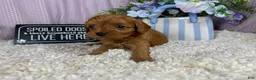 Cavapoo dogs for sale: Cavapoo 1 - Ad 3