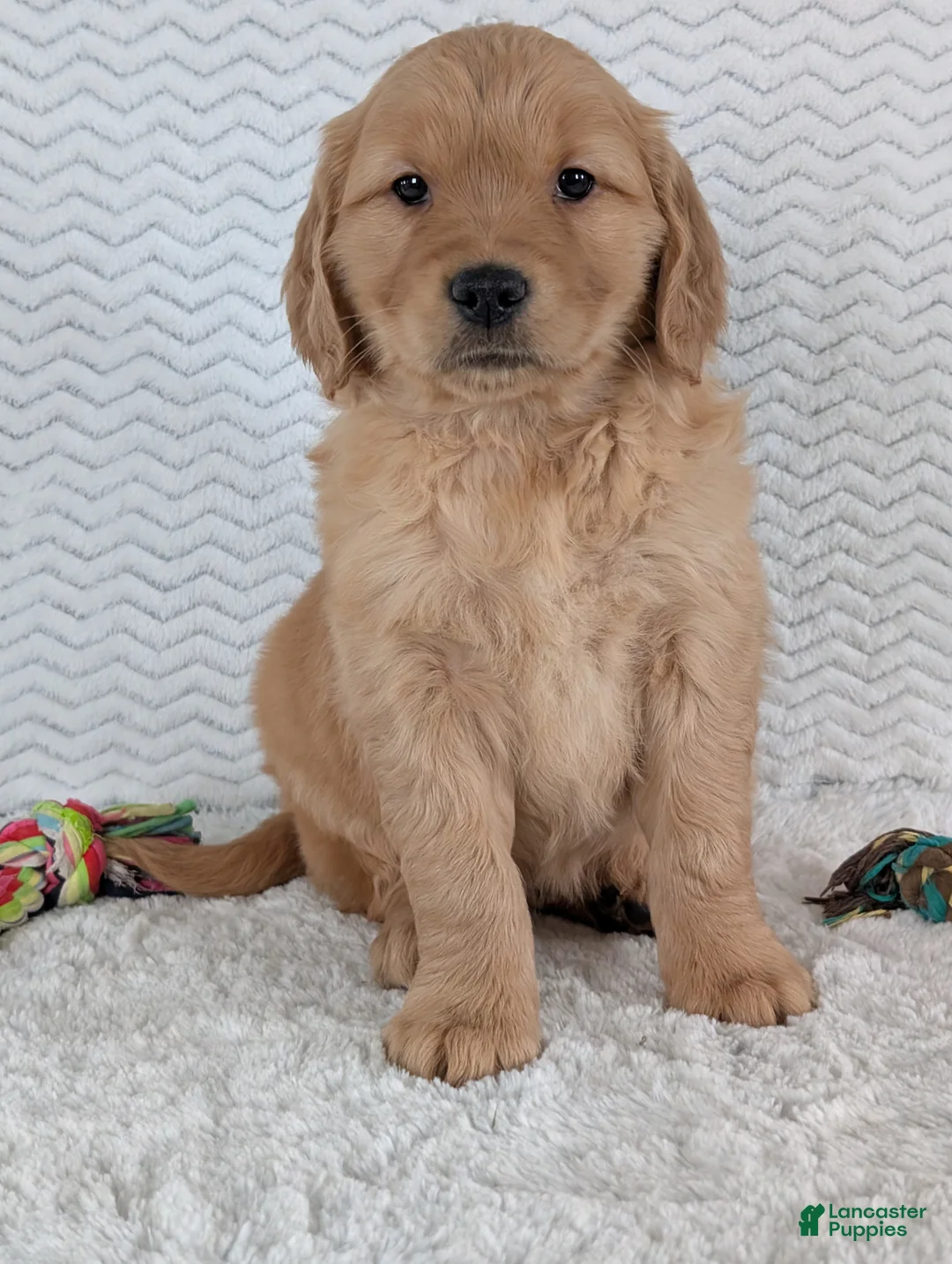 Golden Retriever dogs for sale: Miss Daisy  - Ad 4