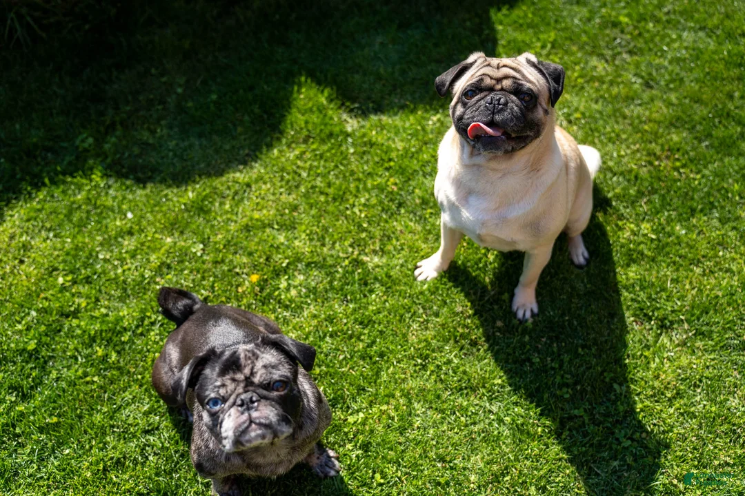 Pug dogs for sale: Avery - Ad 2
