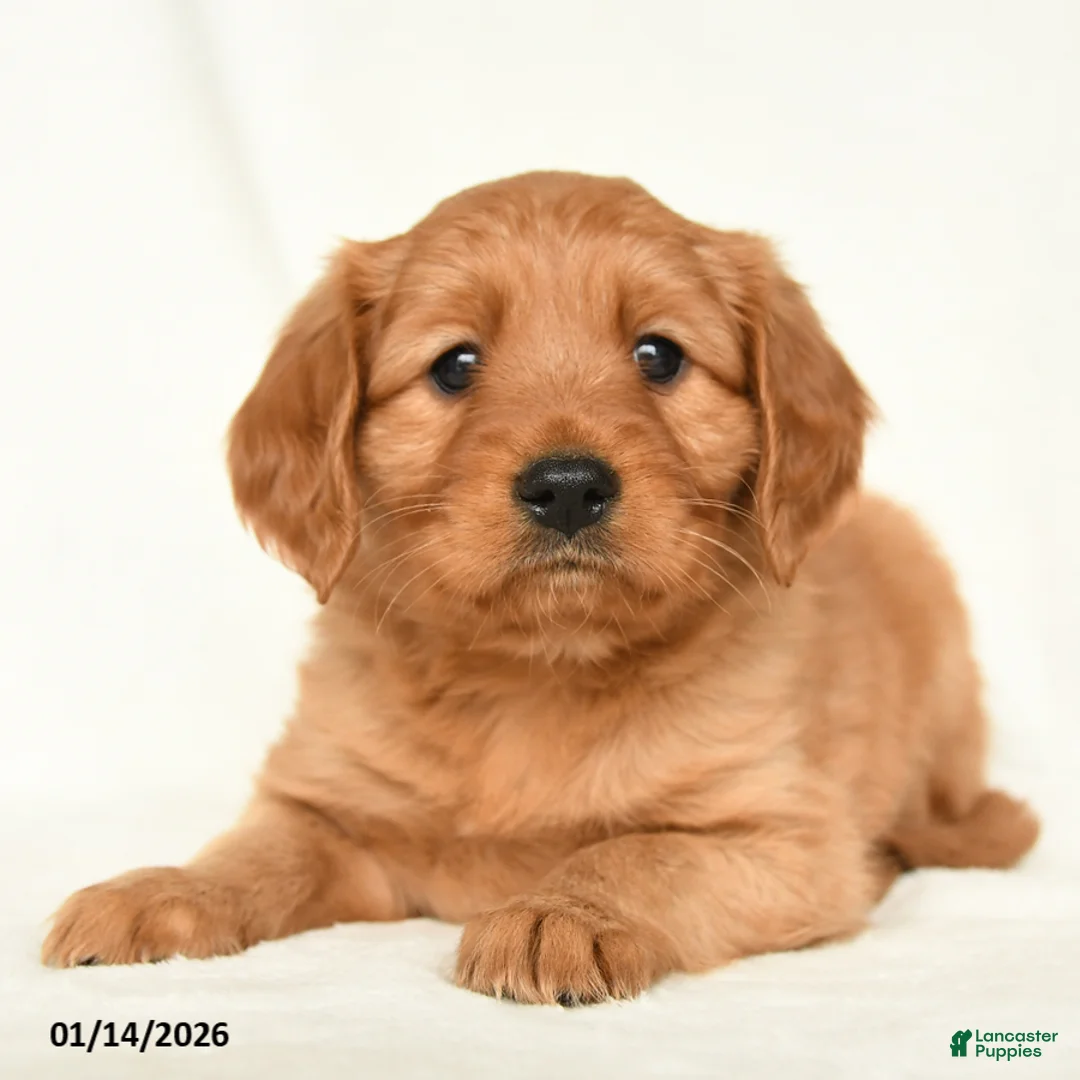 Miniature Golden Retriever dogs for sale: Eli  - Ad 3
