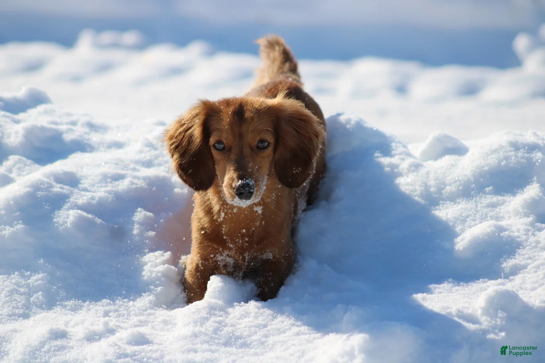 Miniature Dachshund dogs for sale: Bonita - Ad 26