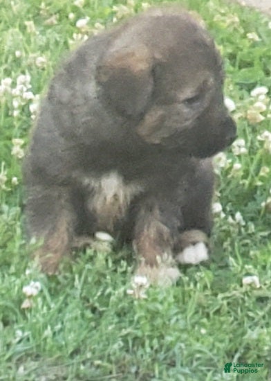 Caucasian Shepherd Dog dogs Caucasian Shepherd Dog Puppy 2 - Ad 1