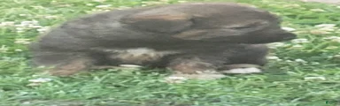 Caucasian Shepherd Dog Puppy 2