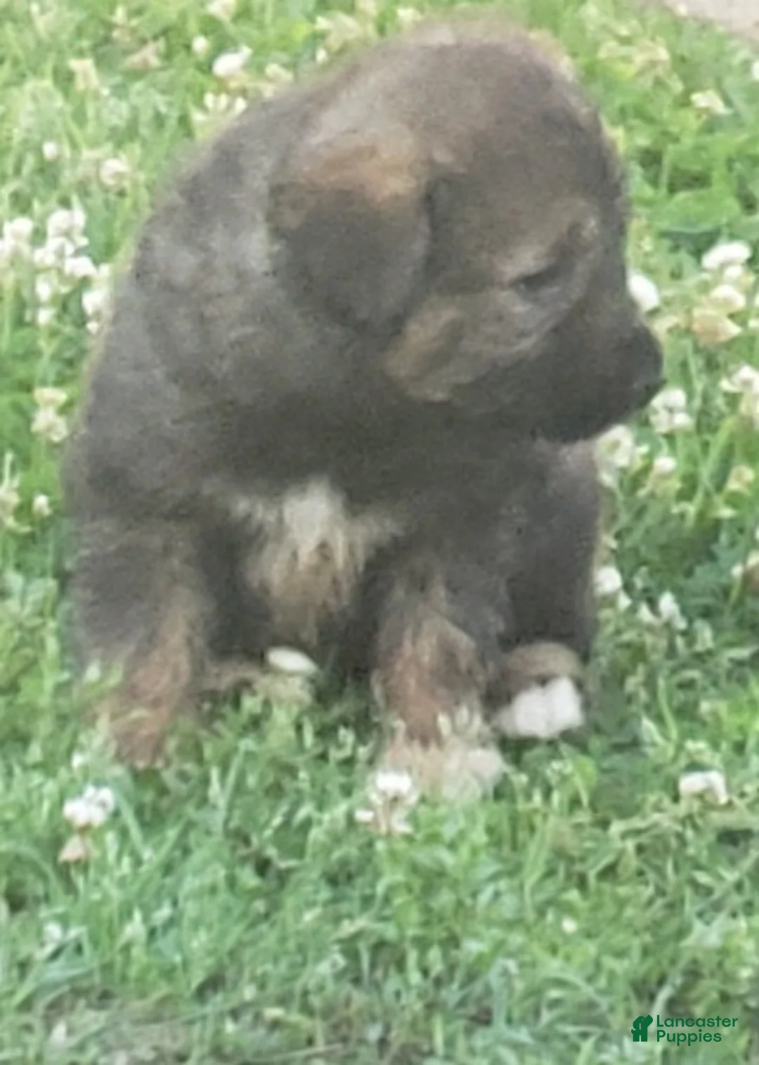 Caucasian Shepherd Dog dogs for sale: Caucasian Shepherd Dog Puppy 2 - Ad 1