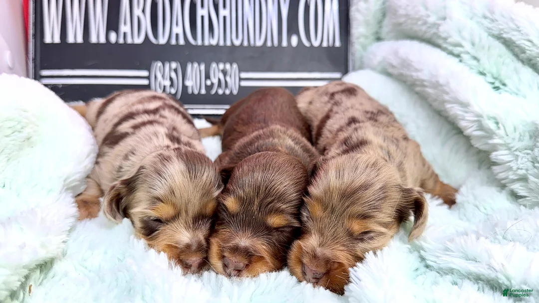 Dachshund dogs for sale: Uno chocolate dapple boy - Ad 9