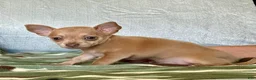 Chihuahua dogs for sale: Rocky - Ad 7