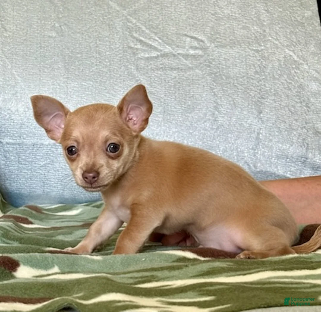 Chihuahua dogs for sale: Rocky - Ad 7