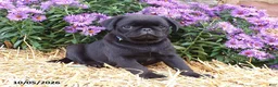Pug dogs for sale: Midnight - Ad 4