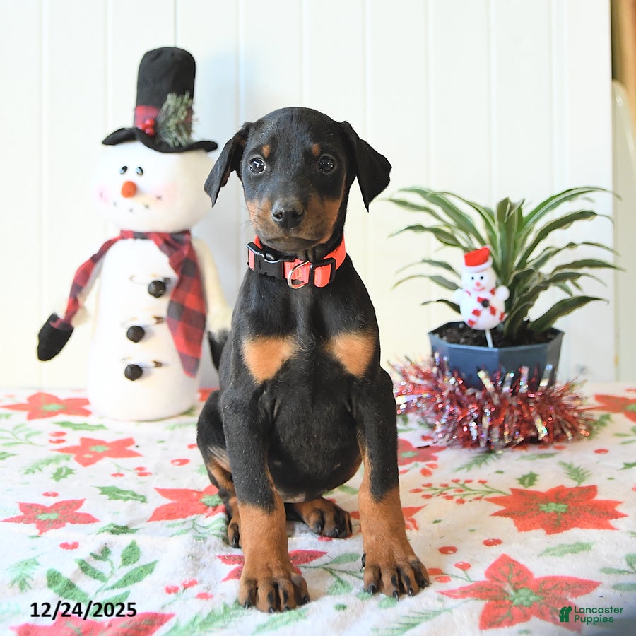 Doberman Pinscher dogs Button - Ad 34