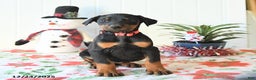 Doberman Pinscher dogs for sale: Button - Ad 1