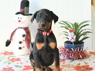 Doberman Pinscher dogs Button - Ad 34