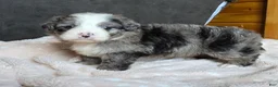 Mini Bernedoodle dogs for sale: Mini Wyatt  - Ad 11