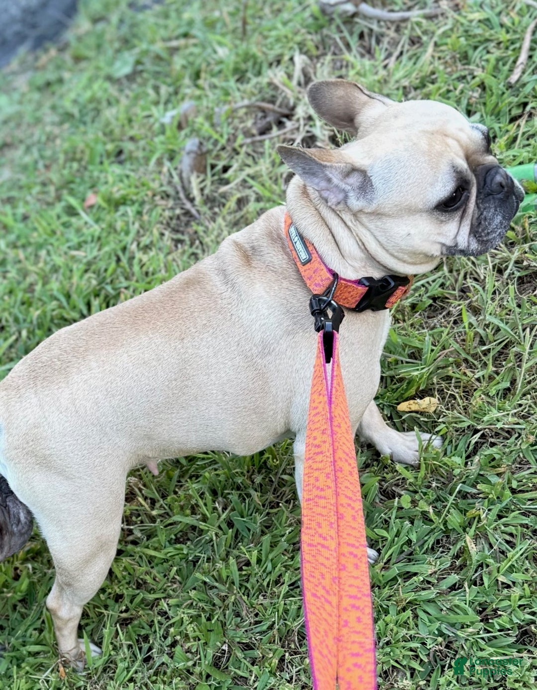 French Bulldog dogs for sale: French Bulldog Puppy 6 - Ad 4